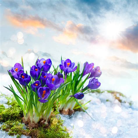 Best Crocus In Snow Stock Photos Pictures And Royalty Free Images Istock