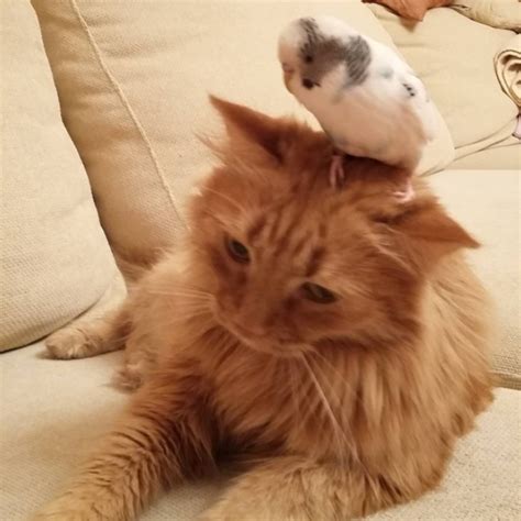 Cat And Bird Do Everything Together Unlikely Animal Friends Animals