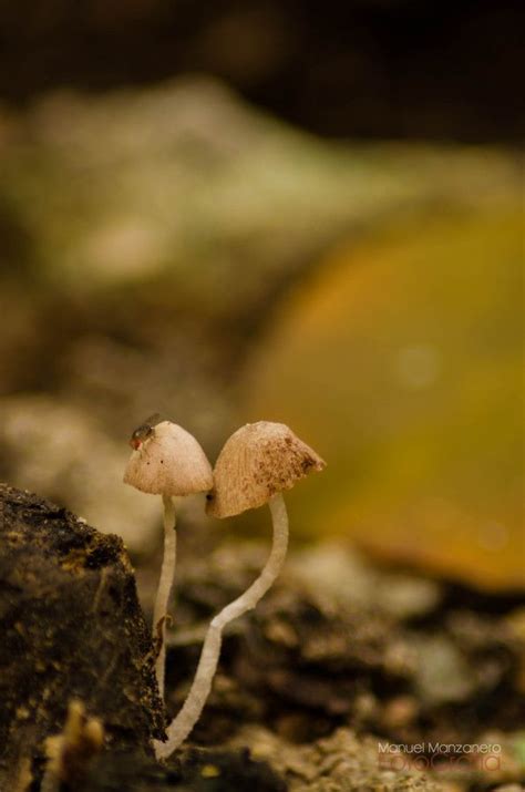 Pin On Fungi Mold Moss Lichen