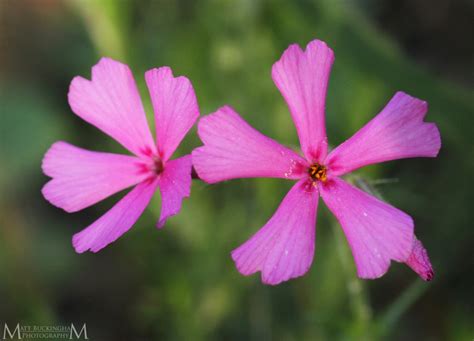 Texas Trailing Phlox A Naturalists Journey