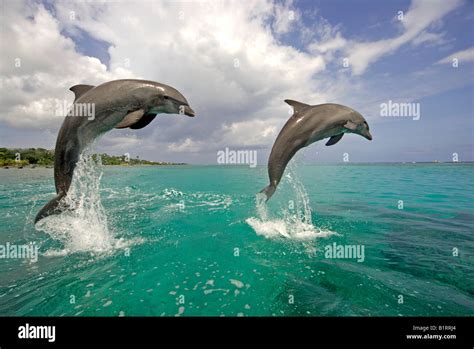 Common Bottlenose Dolphin Tursiops Truncatus Pair Adult Jumping
