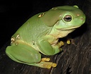 Magnificent tree frog - Simple English Wikipedia, the free encyclopedia