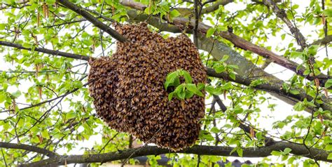 Swarms Of Bees Have Been Spotted Across The Uk