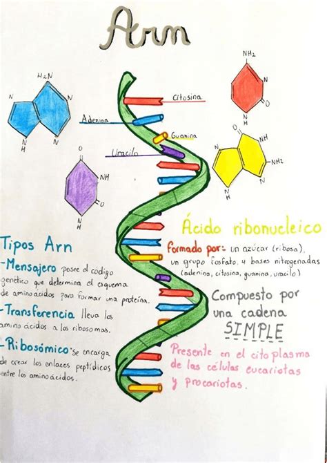 Adn Y Arn Dibujos Explicacion Trabajo Biologia Medicina Docsity