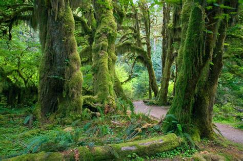 Discover 350 Miles Of Washingtons Gorgeous Olympic Peninsula Condé