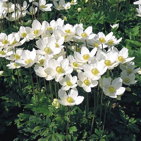 The 25 Best White Perennial Flowers Ideas On Pinterest