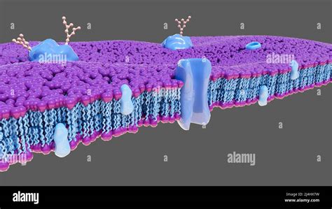 Membranas Biológicas Ilustración Fotografía De Stock Alamy