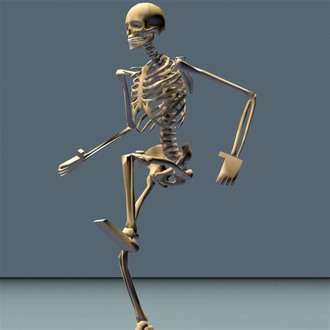 Human Skeleton Animations D Ds