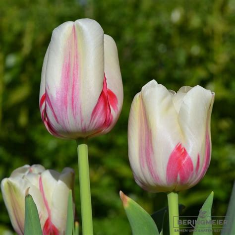 Einfache Späte Tulpen World Expression | Saatfix Blumenzwiebel Shop