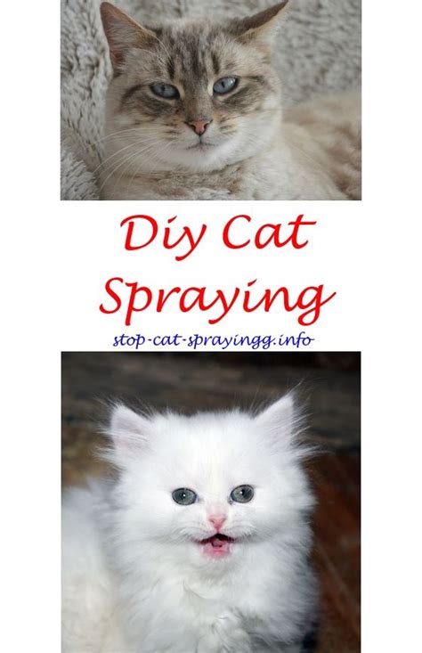 Cats usually spray around their litter box to make their territorial mark. Jet Boat Building Plans | Male cat spraying, Cat urine ...