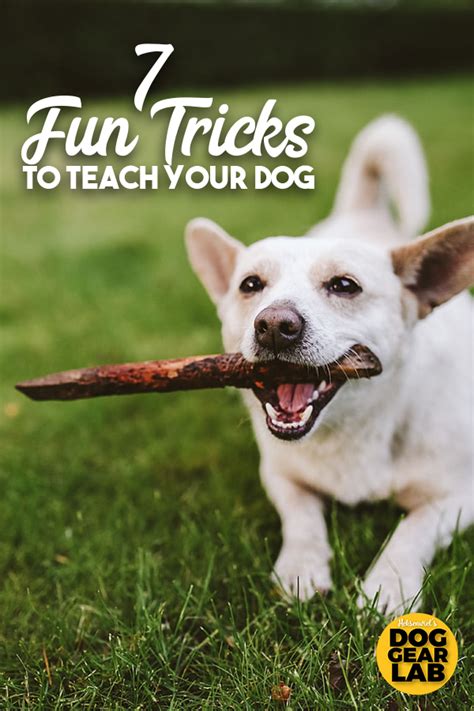 Seven Fun Tricks To Teach Your Dog In 2020 Dogs Your Dog Cool Dog