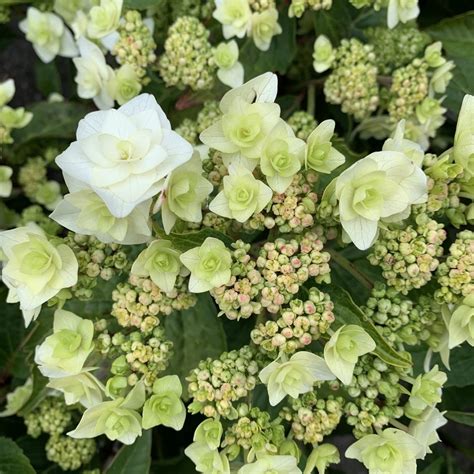 Hydrangea macrophylla or bigleaf hydrangea is the most commonly grown hydrangea plant. Hydrangea Wedding Gown