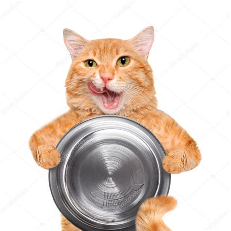 Hungry Cat Holding Food Bowl Isolated On White Background — Stock
