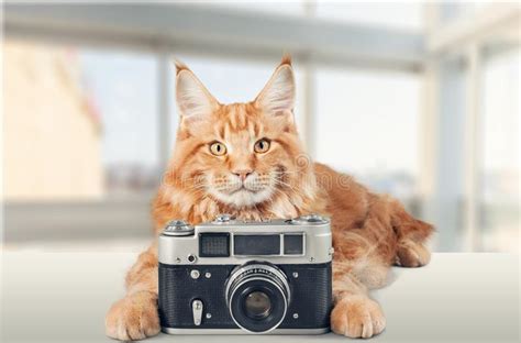 Cat With Camera Stock Photo Image Of Gray Table Feline 60342598