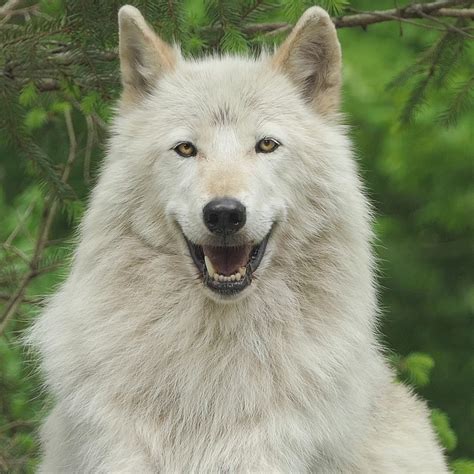 Virtual Enrichment Program With Wolves Wolf