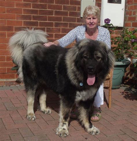 10 Abnormally Large Dogs In The World Check More At