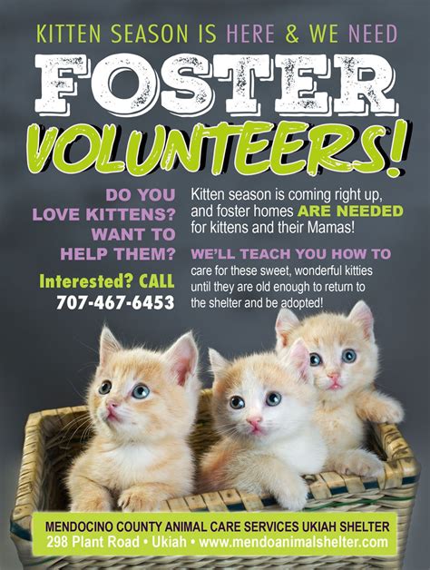 Kitten Fostering — Ukiah Animal Shelter