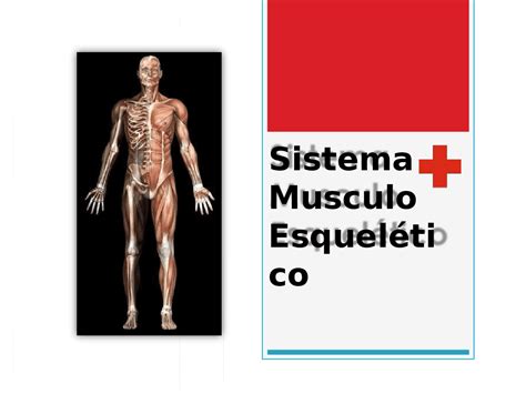 Escultura Coreano Solicitud Aparato Musculo Esqueletico Anatomia The