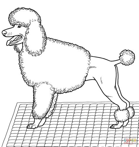 Our free coloring pages for adults and kids, range from star wars to mickey mouse. Coloring Pages Of Poodles - Coloring Home