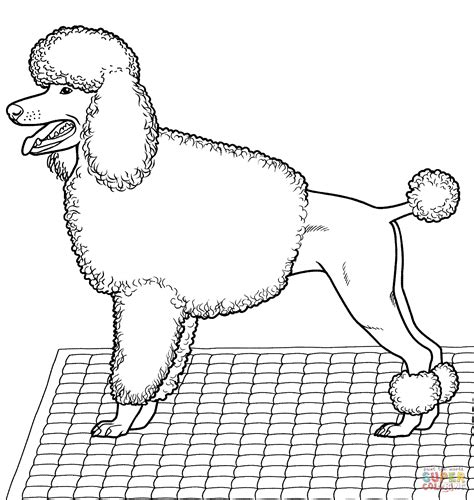Fresh poodle coloring page design. Coloring Pages Of Poodles - Coloring Home
