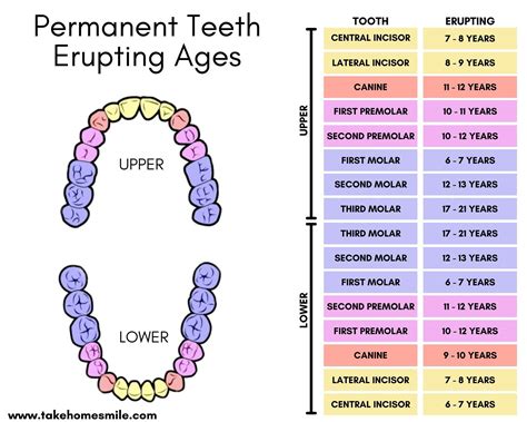 Your Essential Guide To Wisdom Teeth Growing In Take Home Smile