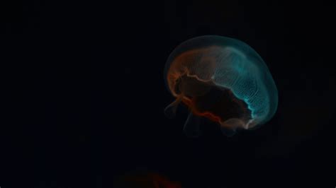 Download Wallpaper 1920x1080 Jellyfish Glow Underwater World Dark