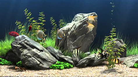 Free Download Aquarium Wallpapers Pixelstalknet