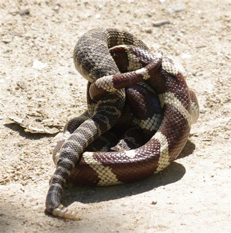 Kingsnake Eating Rattlesnake