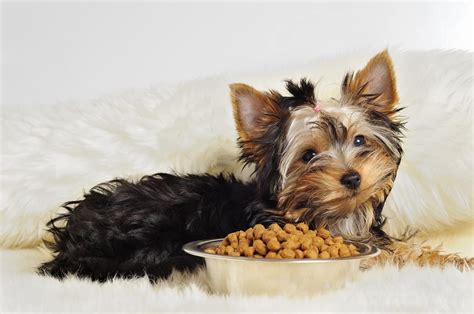 Searching for the best puppy food for your small breed dog? 5 Best Dog Foods For Toy Breeds 2020: Top Nutrition For ...