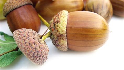 How To Plant Acorns To Grow Oak Trees Garden Guides