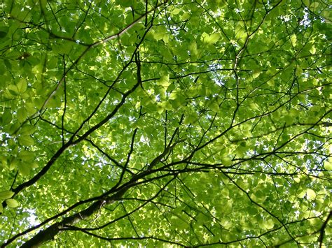 Trees Trees Leaves 2048x1536 1469kB Oak Leaves From