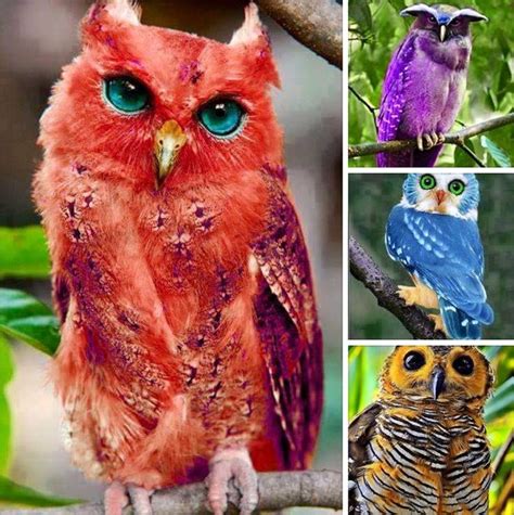 Colorful Owls Lechuzas Buhos