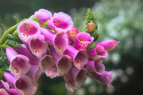 Foxgloves Photograph By Leigh Moss Fine Art America