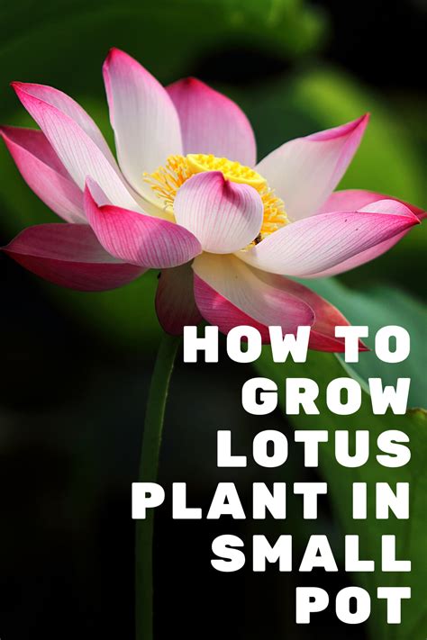 How To Grow A Lotus Plant In A Small Pot Whats Ur Home Story Lotus