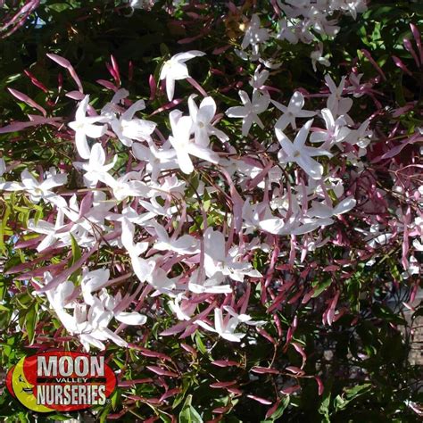 Pink Jasmine Flowers For Sale Star Jasmine Plants Trachelospermum