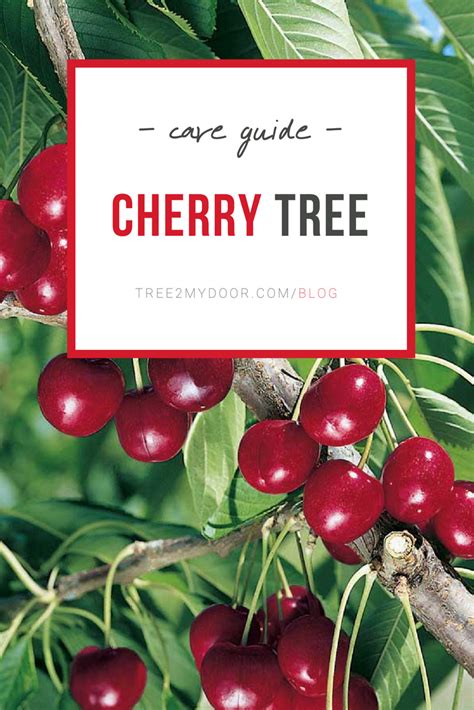Cherry Tree Care Guide Find Out How To Look After The Cherry Tree In