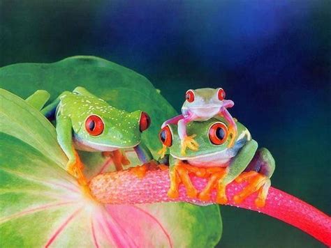 72 Cute Frog Wallpaper Wallpapersafari