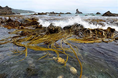 The Case For Conserving Kelp