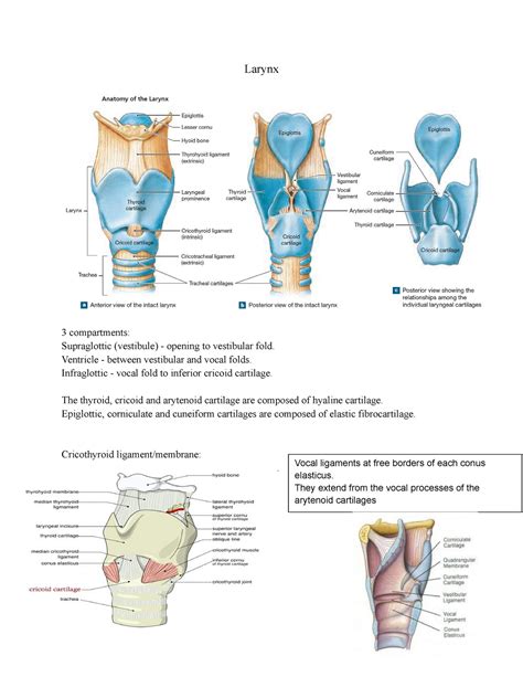 Larynx Larynx 3 Compartments Supraglottic Vestibule Opening To