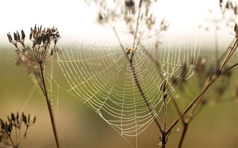 Cobweb In The Morning Dew On Dry Grass Stock Photo Image Of Outdoor