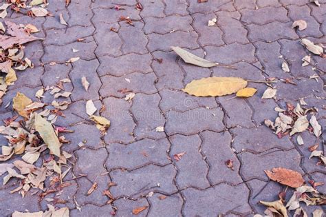 Dry Leaves On The Pavement In Autumn Park Stock Image Image Of Mood