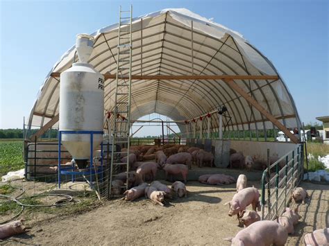Intensive Farming For Pigs Farm House