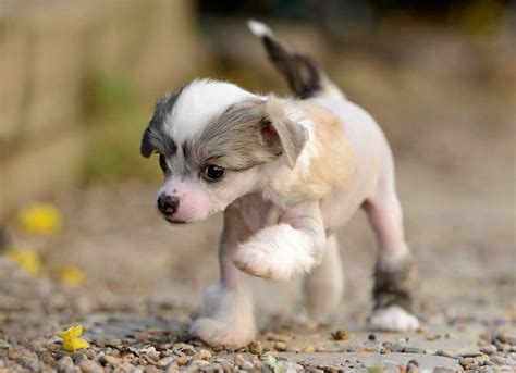 Chinese Crested Dog Breed Everything About Chinese Crested Dogs