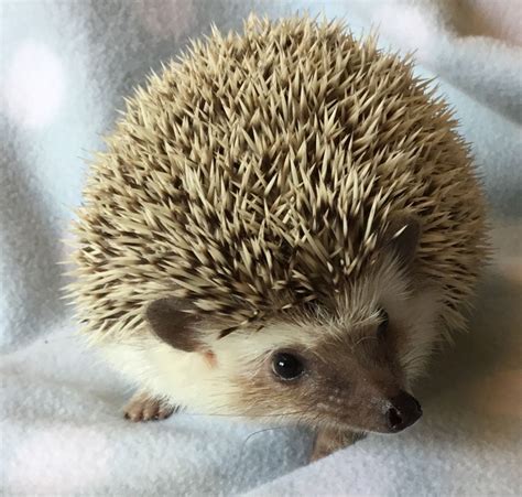 Petsmart.com offers buy 3 get 1 free wiggles & wags dog treats on sale. African Pygmy hedgehogs for sale | Keighley, West ...