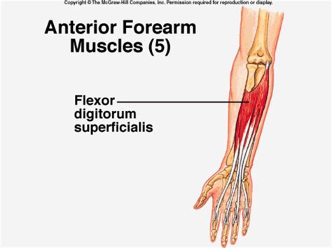 Anatomy Of Upper Limb Flashcards Quizlet