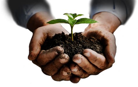 Soil In Hands Png Transparent Image Download Size 1200x760px
