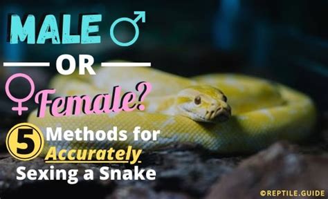 Sexing Your Snake Proven Ways To Tell A Snakes Gender From Home
