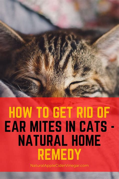 How To Get Rid Of Cats Ear Mites Cats Maniax
