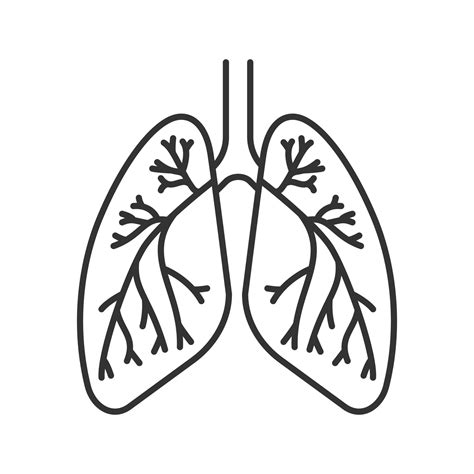 Human Lungs With Bronchi And Bronchioles Linear Icon Thin Line Illustration Respiratory System