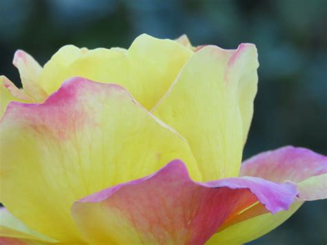 A Yellow And Pink Rose ~ Rose Beautiful Roses Pink Rose